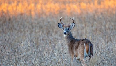 Russ Mason: Recent report is good news, but falls short on ‘proof’ that CWD can’t infect humans - Outdoor News