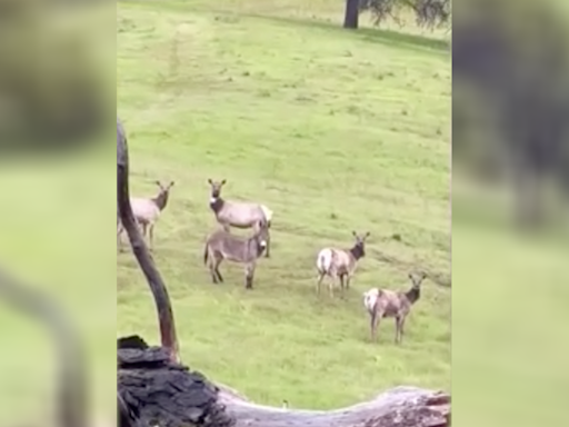 Pet donkey that vanished five years ago is spotted living with a herd of elk