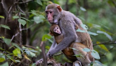 Monkeys in Florida are considered invasive, and these are the 5 species found here