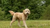Goldendoodle Sweetly Pays Tribute to Pets Who've Crossed the Rainbow Bridge