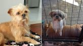 Chuvas no RS: tutores de animais recorrem a grupos online para encontrar pets perdidos: 'São parte da família'