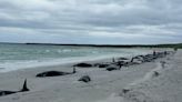 Mass stranding: 77 pilot whales wash ashore in Scotland's Orkney archipelago