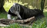 Giant anteater | Smithsonian's National Zoo and Conservation ...