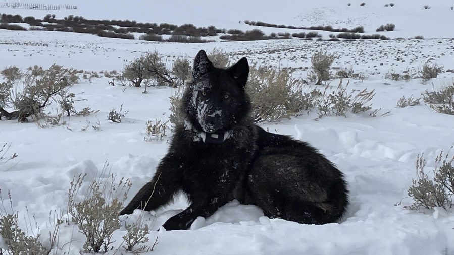 Colorado’s wolves move toward Vail, Breckenridge in new watershed location map