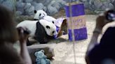 The last pandas at any US zoo are expected to leave Atlanta for China this fall - WABE