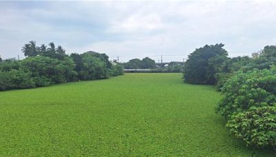 台南親水公園3.2公頃水芙蓉孳生蚊蟲 區長嘆無解：只能等颱風沖走 - 生活