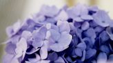 Tips for getting your Endless Summer hydrangeas to bloom