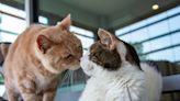 Tabby's Place in Hunterdon set to unveil haven for cats with feline leukemia virus