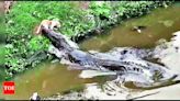 Giant Crocodile Hunts Dog on Vishwamitri River Bank | Vadodara News - Times of India