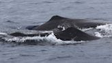 花蓮外海提早發現9頭抹香鯨 遊客直呼好「鯨」豔
