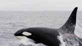 Killer whales breathe just once between dives, study confirms