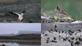 Cien especies esteparias y rapaces reinan en las Bardenas Reales