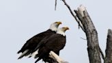 Bald eagles nest, return to California's Bay Area after 50 year absence