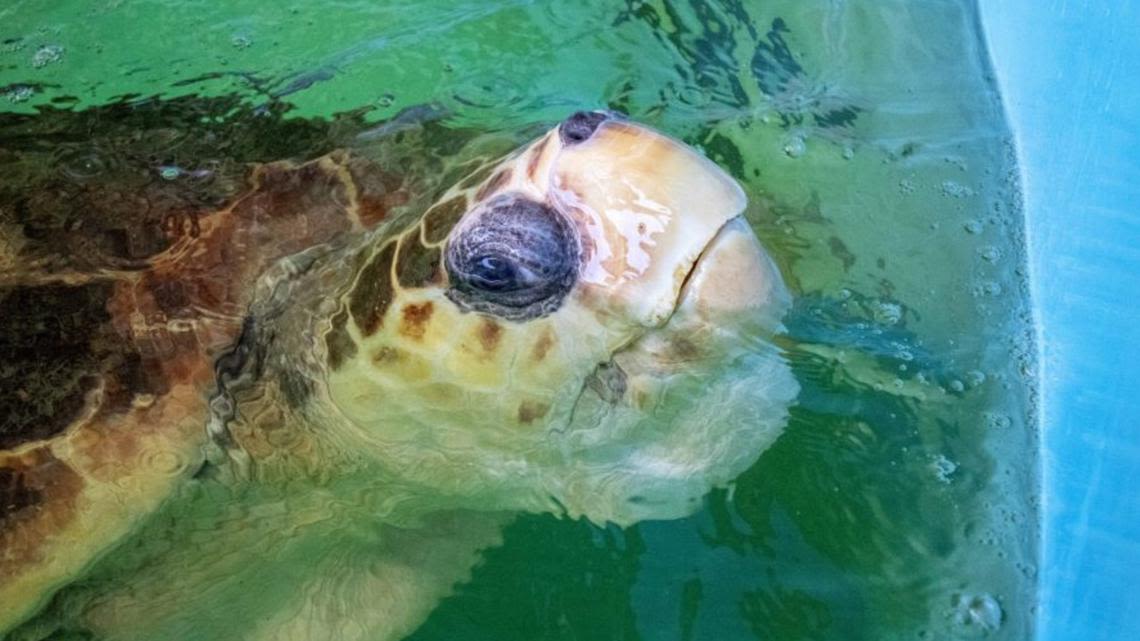 Bubba the sea turtle released after rehabbing at Florida zoo