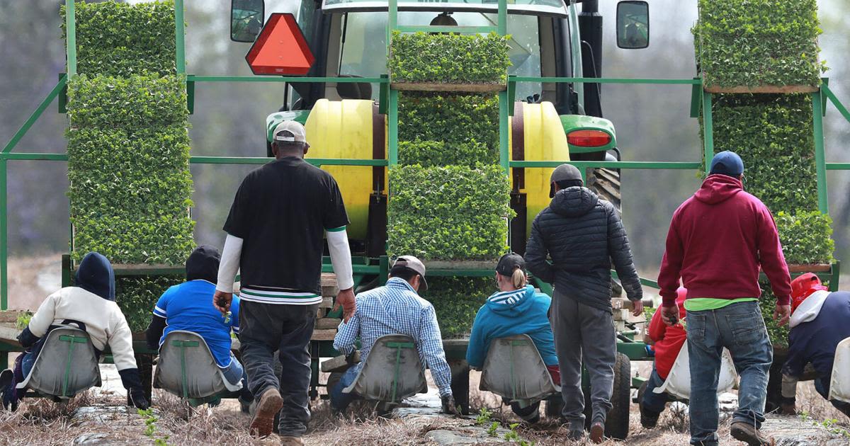 Farmworkers hand-plant rows of watermelon while riding on a seat platform behind a tractor at the Sweet Dixie Melon farm in Tift County on March 19, 2019.