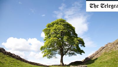 Why a royal touch could make the Sycamore Gap saplings worth more than the original tree