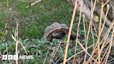 Man admits dumping 10 dead tortoises in Devon forest