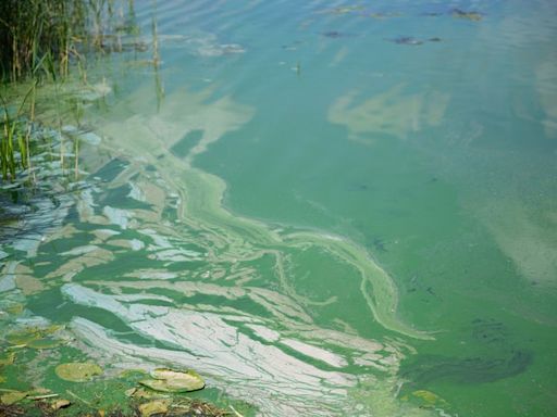 Here’s What to Know About Toxic Blue-Green Algae If That Viral TikTok Has You Spooked