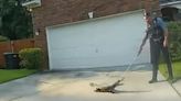 Unwanted visitor: Video shows Georgia officers wrangling gator in people’s driveway