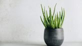 Looking for plants for an apartment? These plants are best for small indoor spaces