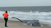 Beached fin whale at Delaware Seashore State Park dies; necropsy to be performed