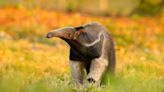 Florida Sanctuary Anteater's Long Snout Is Leaving People Impressed