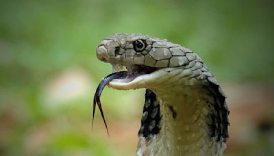 C'est quoi ce serpent vert et poilu découvert en Thaïlande ?