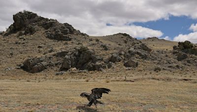 PHOTOS: Rehabilitated bald eagles take flight at Jeffco ranch