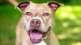 Gentle Pit Bull Becomes Shelter's 'Greeter Dog' While Waiting for Loving Forever Home