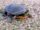 Painted turtle