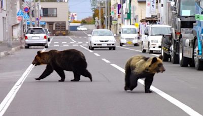 Why Japan is looking to ease laws around shooting bears