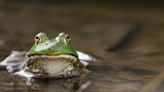 Scientists discover troubling reason 41% of frogs and other amphibians could go extinct: ‘[It’s] a sign’