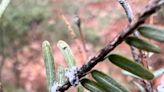 Nature News: Hemlock woolly adelgid, a feisty little bug