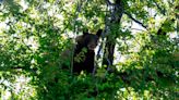 Capturan a oso que se escondía en un área urbana de Salt Lake City