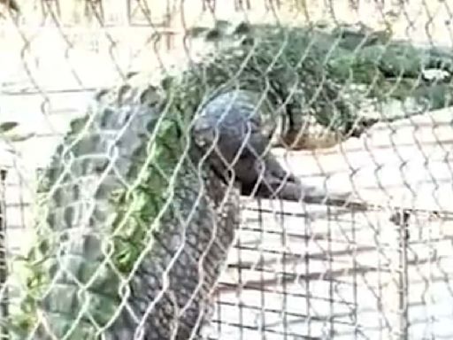 Monster crocodile's wild act that had wildlife rangers on edge