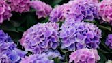 Keep hydrangeas flowers blooming all year with simple homemade feed