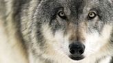 Wisconsin wolf management; judge dismisses lawsuit challenging new plan