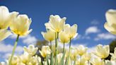 Tulip Time surpassed expectations, blooms or no blooms