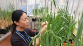 Pathway to resistance in blight-devastated wheat found
