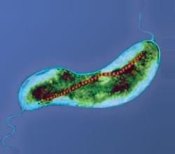 Marine prokaryotes