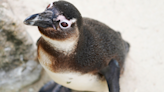 Pair of Curious Penguins Find Hidden Camera and Pull off the Ultimate Photobomb