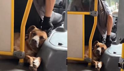 Conductor del Sitp que hacía la ruta junto a su mascota lograba mantenerla tranquila acariciándola en cada paradero