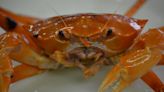 Atlantic red crabs: Learn more about the deep-sea delicacy clawing their way to the table