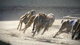 Profits at Greyhound Racing Ireland fell 77% last year