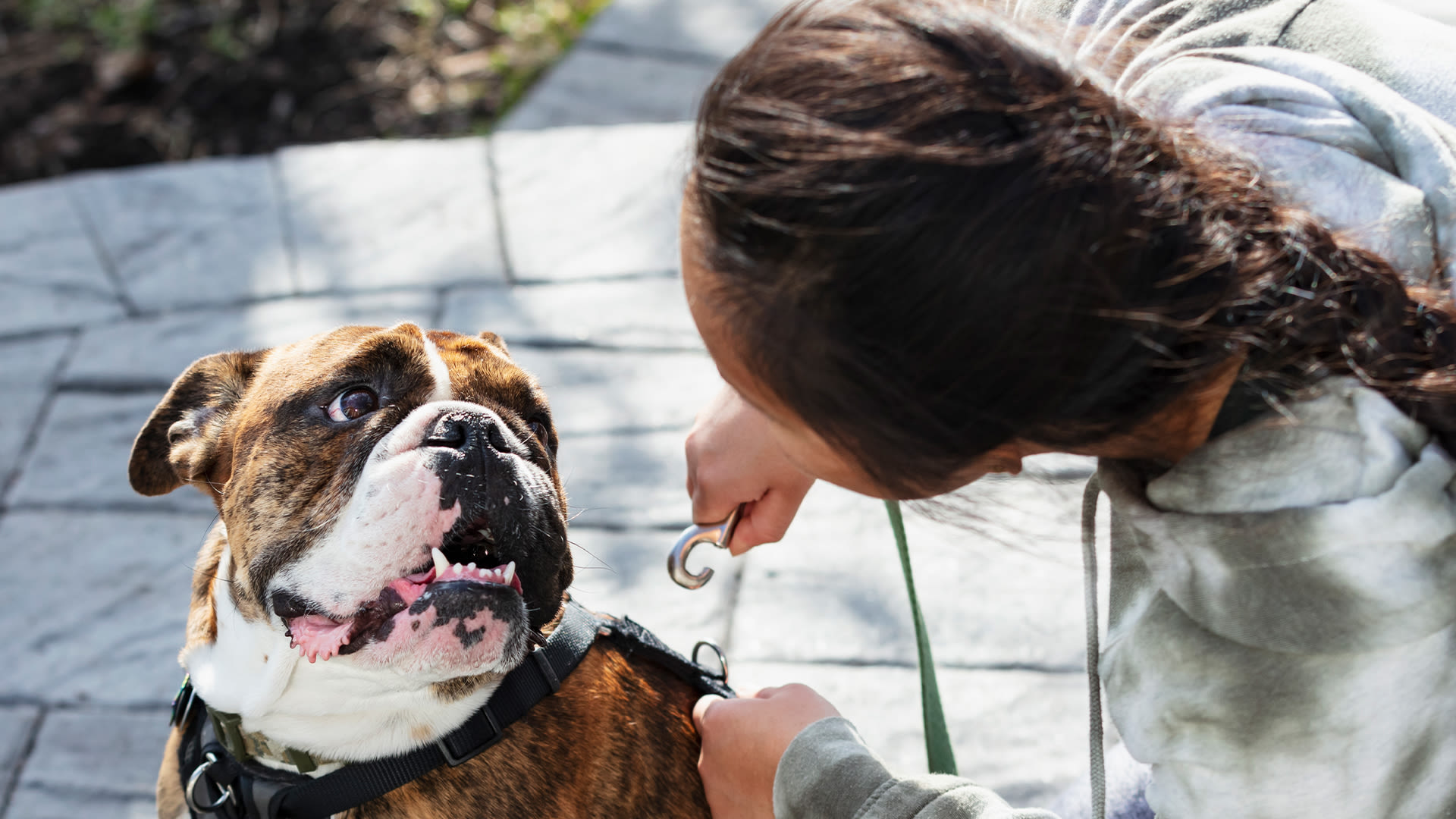 I inherited a 'good sweet boy' but I'll never own that dog breed again