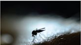 Dengue fever symptoms to be aware of, and when they’ll begin to show