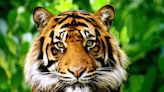 All tigers accounted for at Cincinnati Zoo after scare