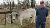 Brahman cumple 70 años en Argentina