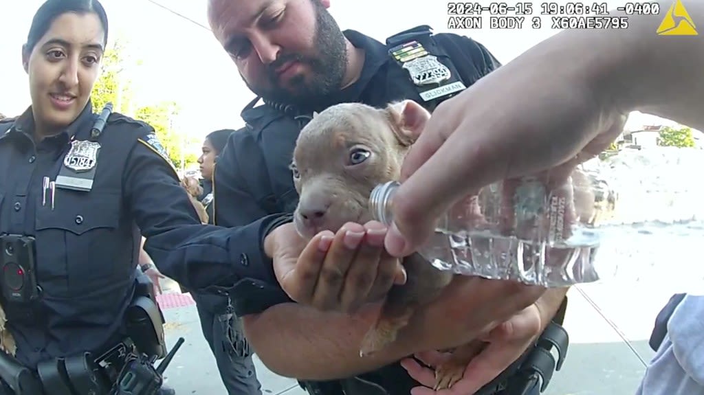 VIDEO: NYPD cops save 5 pit bull puppies for sale from suffocating in bag, woman arrested