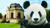 Austria prepares to care for giant pandas from China